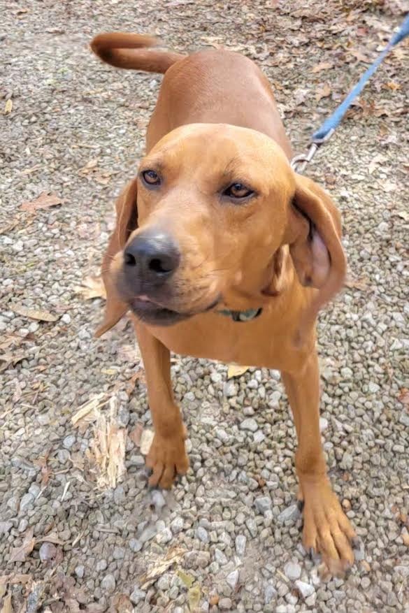 Copper, an adoptable Affenpinscher, Beagle in Crossville, TN, 38557 | Photo Image 4