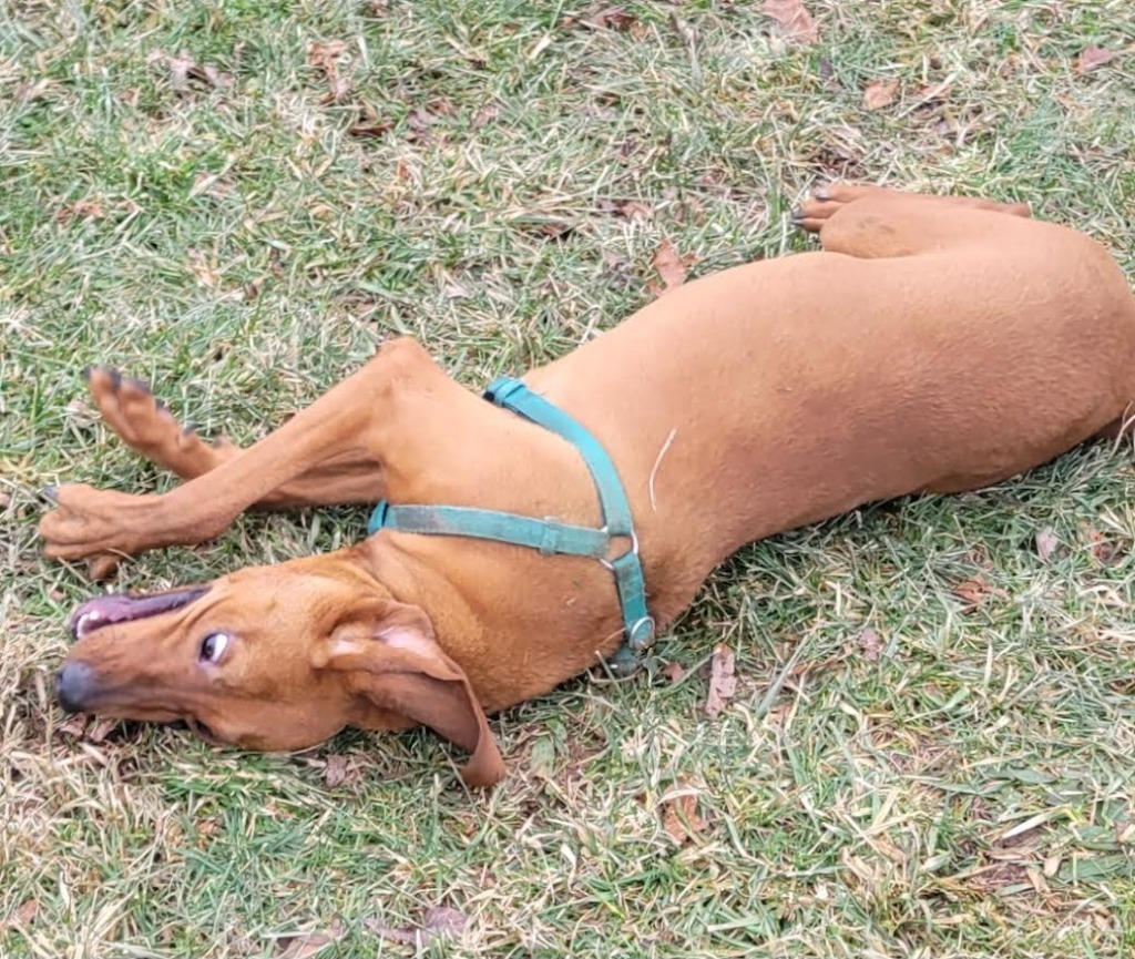 Copper, an adoptable Affenpinscher, Beagle in Crossville, TN, 38557 | Photo Image 5