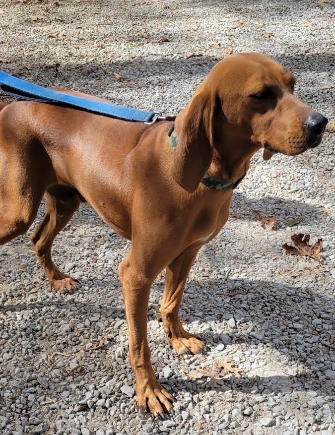 Copper, an adoptable Affenpinscher, Beagle in Crossville, TN, 38557 | Photo Image 5