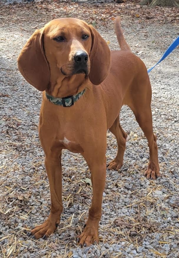 Copper, an adoptable Affenpinscher, Beagle in Crossville, TN, 38557 | Photo Image 6