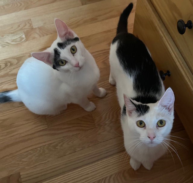 Almanzo C4570 & Merry C4569 (Bonded)
