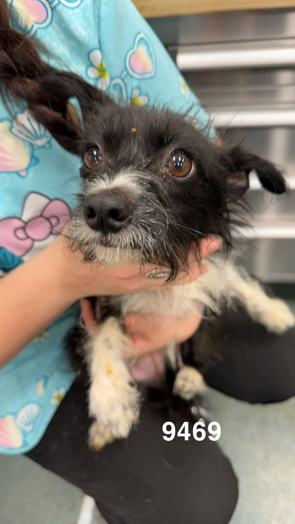 Europe, an adoptable Parson Russell Terrier, Papillon in Chico, CA, 95973 | Photo Image 1