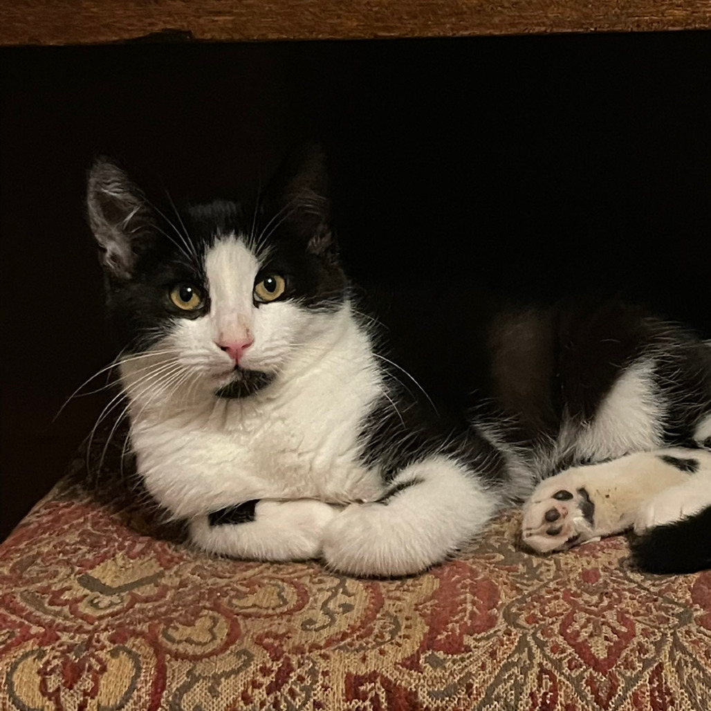 Axel, an adoptable Domestic Medium Hair in Fresno, CA, 93725 | Photo Image 1