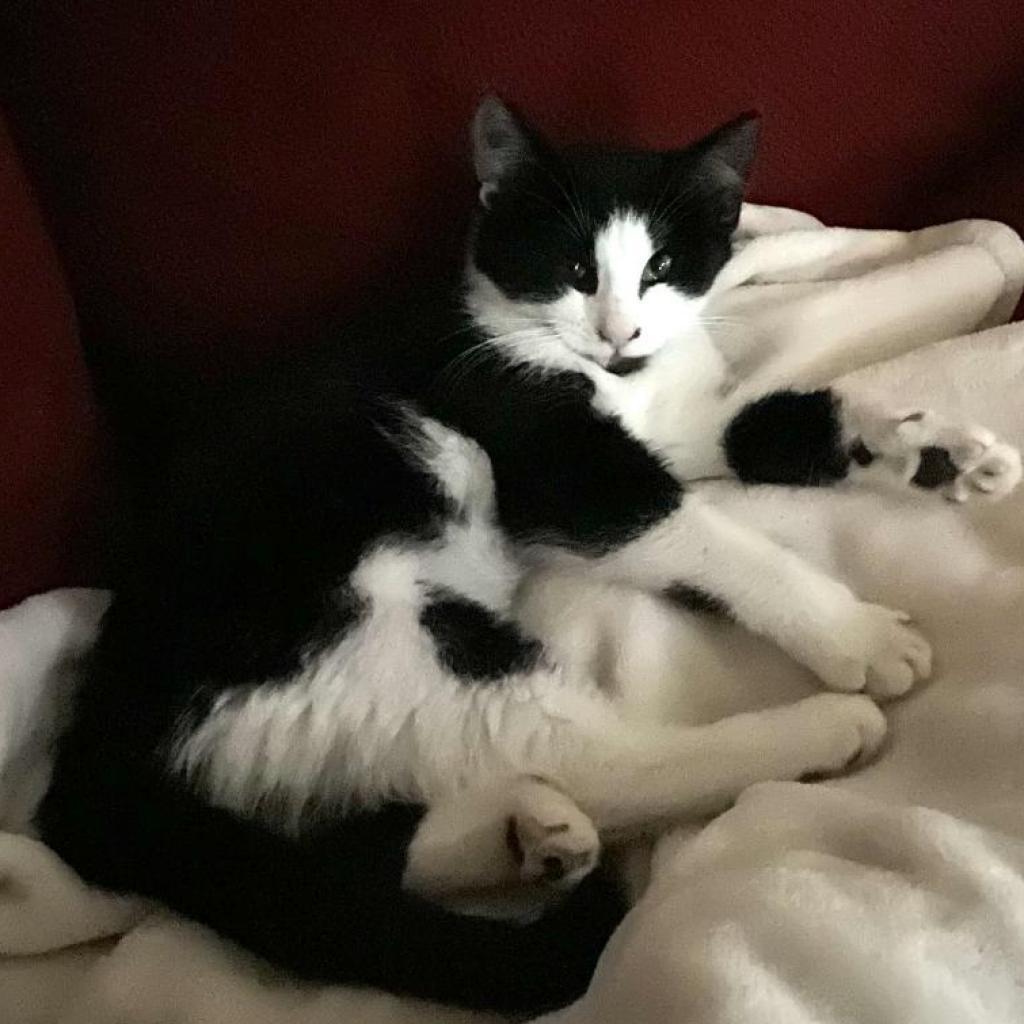 Axel, an adoptable Domestic Medium Hair in Fresno, CA, 93725 | Photo Image 2