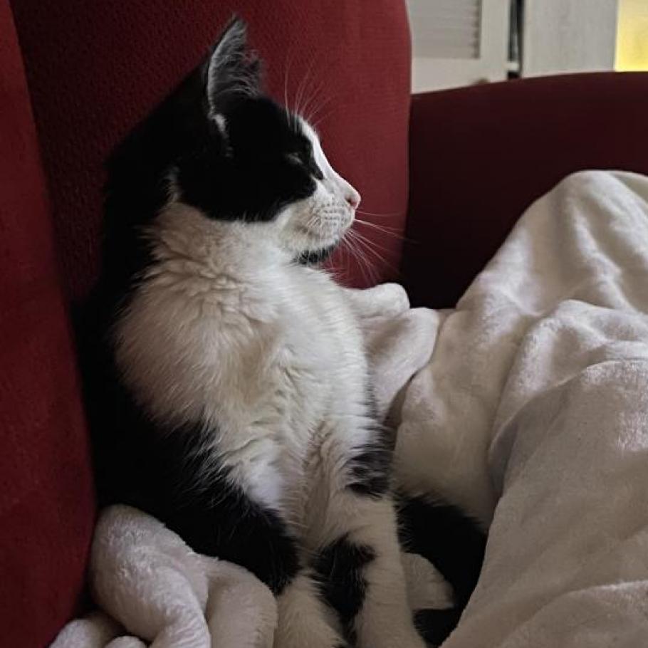 Axel, an adoptable Domestic Medium Hair in Fresno, CA, 93725 | Photo Image 3