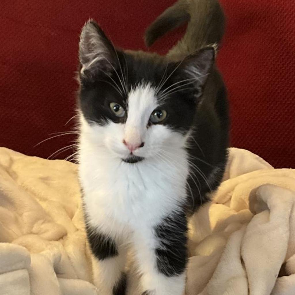 Axel, an adoptable Domestic Medium Hair in Fresno, CA, 93725 | Photo Image 4