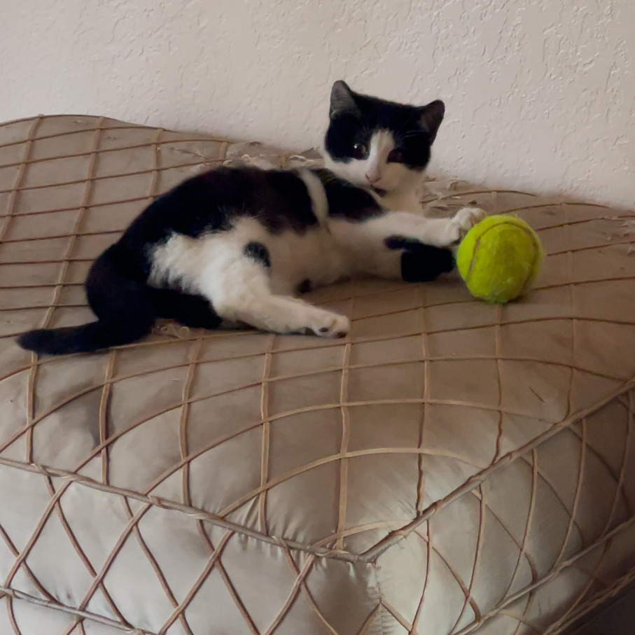 Axel, an adoptable Domestic Medium Hair in Fresno, CA, 93725 | Photo Image 5