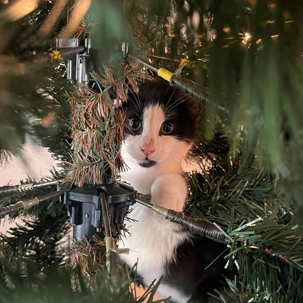 Axel, an adoptable Domestic Medium Hair in Fresno, CA, 93725 | Photo Image 6