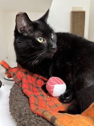 Ebony, an adoptable Domestic Short Hair in Lebec, CA, 93243 | Photo Image 1