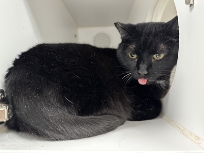 Ebony, an adoptable Domestic Short Hair in Lebec, CA, 93243 | Photo Image 2