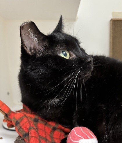 Ebony, an adoptable Domestic Short Hair in Lebec, CA, 93243 | Photo Image 3