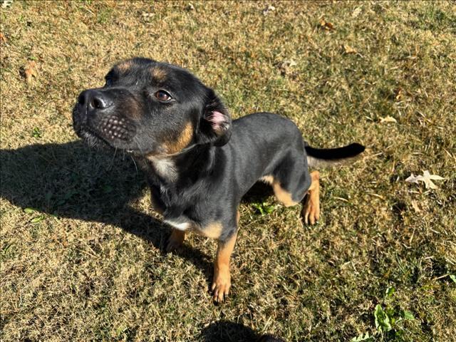 HEATH, an adoptable Beauceron, Mixed Breed in Appling, GA, 30802 | Photo Image 1