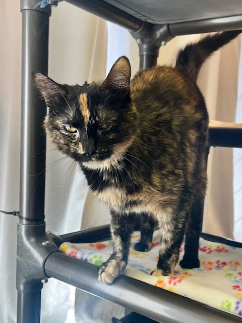 Siri, an adoptable Domestic Short Hair in Webster, WI, 54893 | Photo Image 1