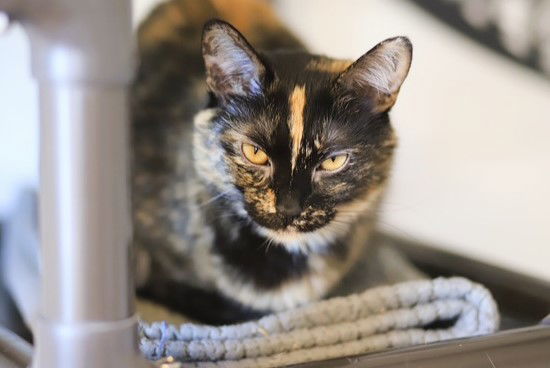 Siri, an adoptable Domestic Short Hair in Webster, WI, 54893 | Photo Image 1