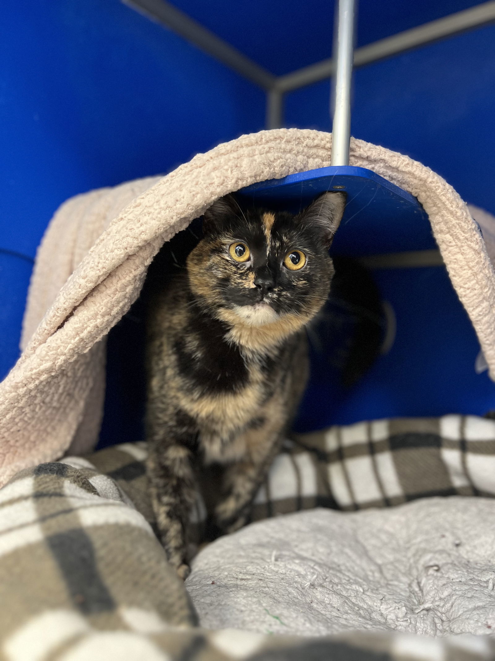 Siri, an adoptable Domestic Short Hair in Webster, WI, 54893 | Photo Image 2