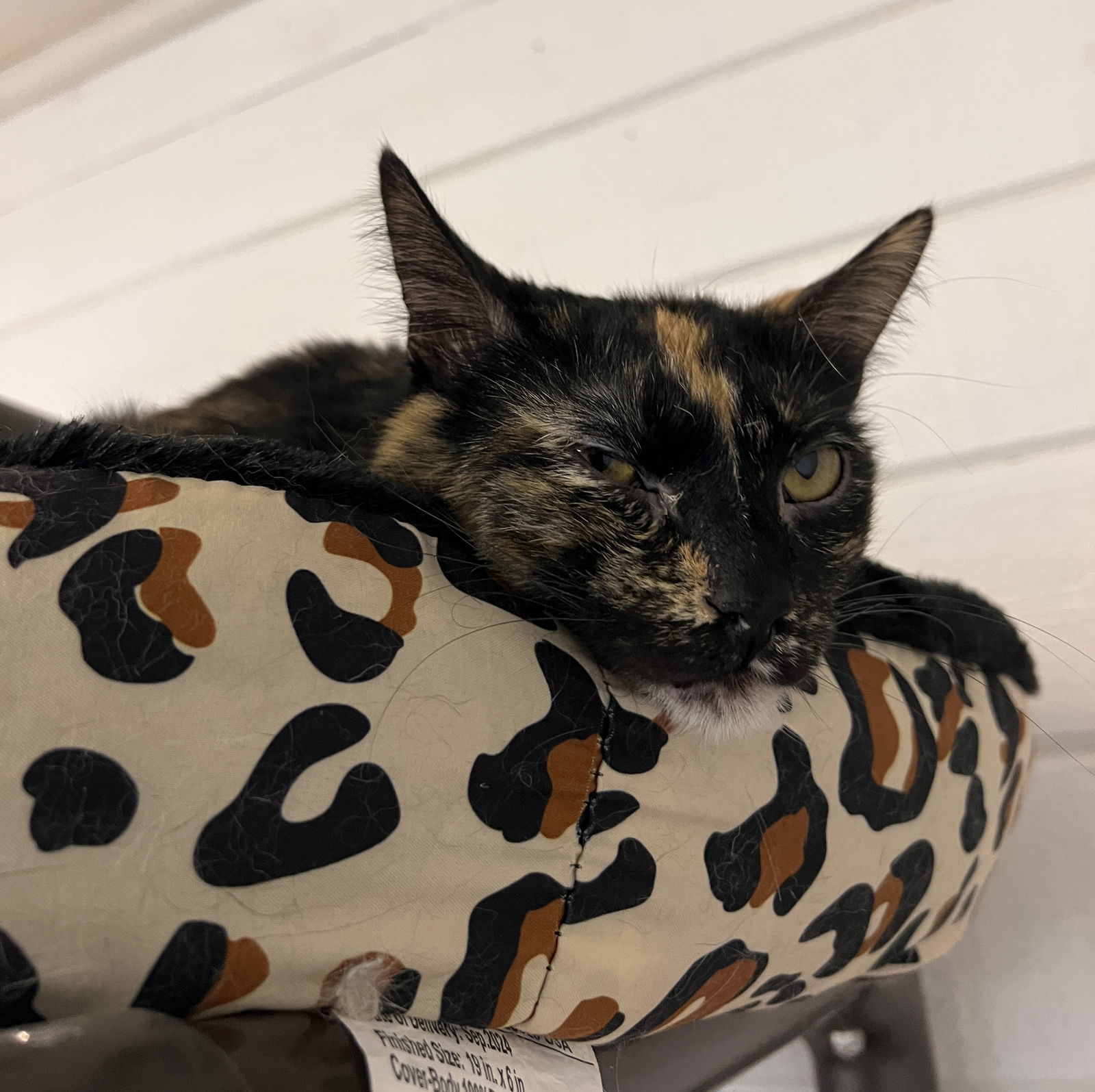 Siri, an adoptable Domestic Short Hair in Webster, WI, 54893 | Photo Image 2