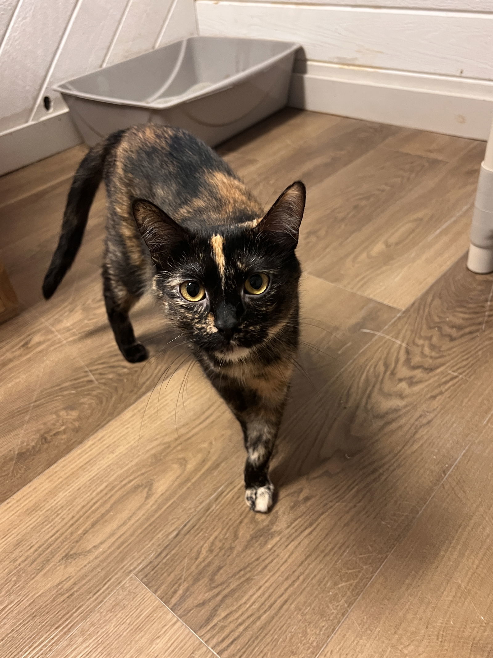 Siri, an adoptable Domestic Short Hair in Webster, WI, 54893 | Photo Image 2