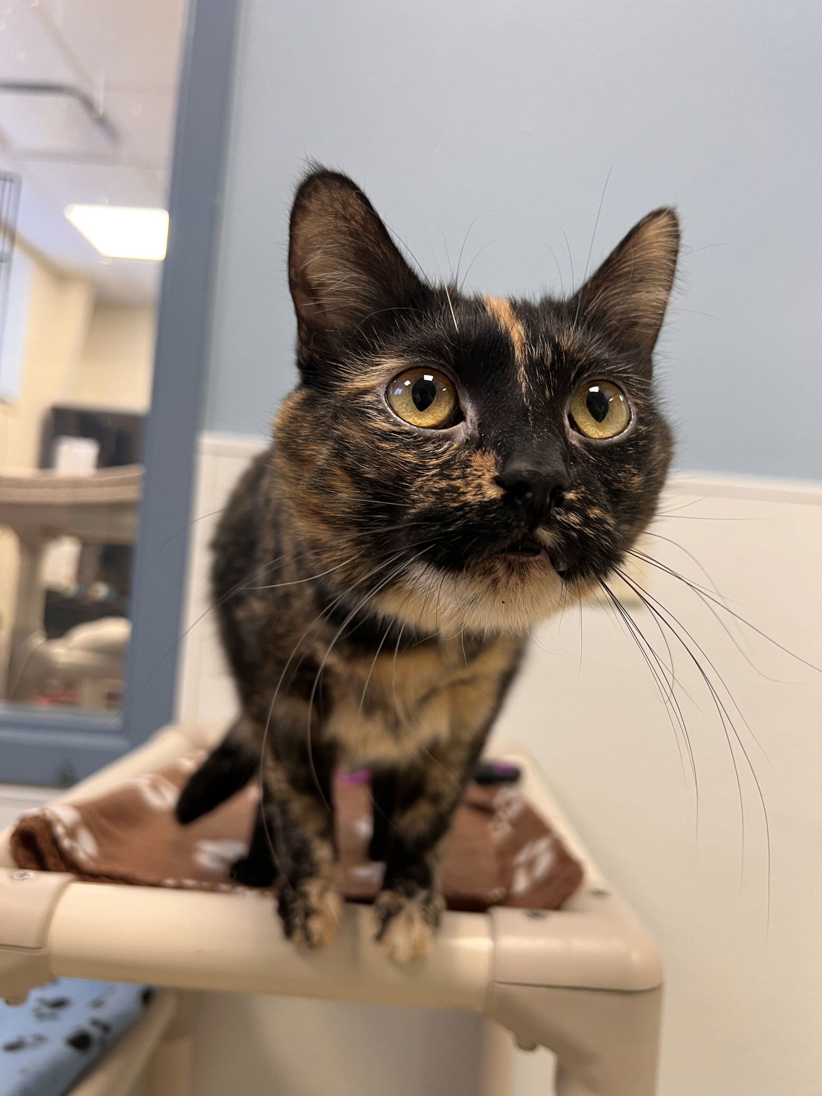 Siri, an adoptable Domestic Short Hair in Webster, WI, 54893 | Photo Image 3