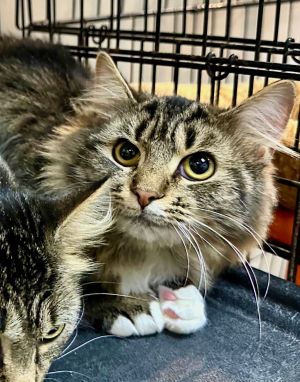 Travis (Selena), Young Male American Shorthair
