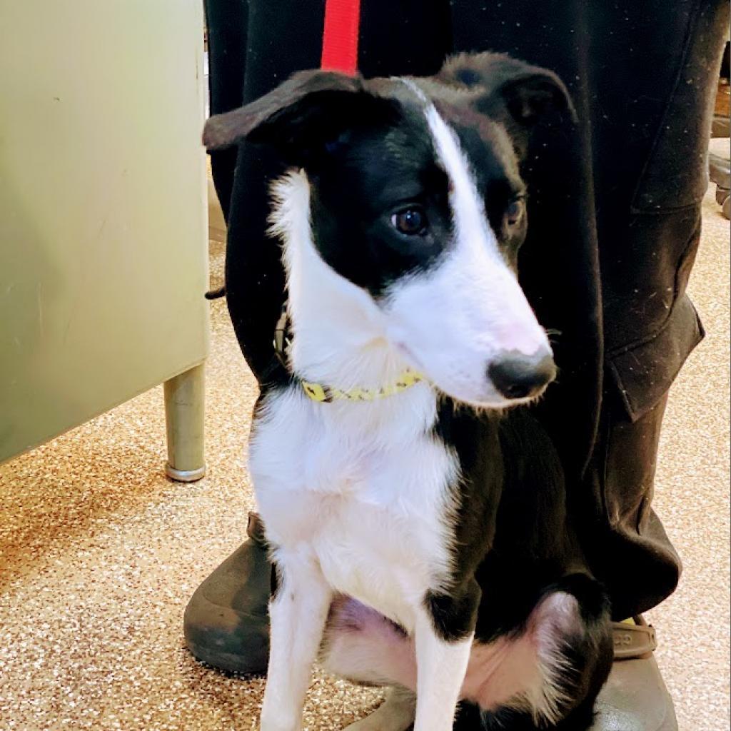 Ace, an adoptable McNab, Collie in Lyndhurst, VA, 22952 | Photo Image 1