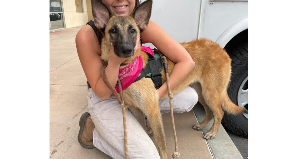 Autumn, an adoptable Belgian Shepherd / Malinois, German Shepherd Dog in Kronenwetter, WI, 54455 | Photo Image 1