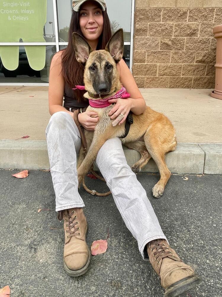 Autumn, an adoptable Belgian Shepherd / Malinois, German Shepherd Dog in Kronenwetter, WI, 54455 | Photo Image 2