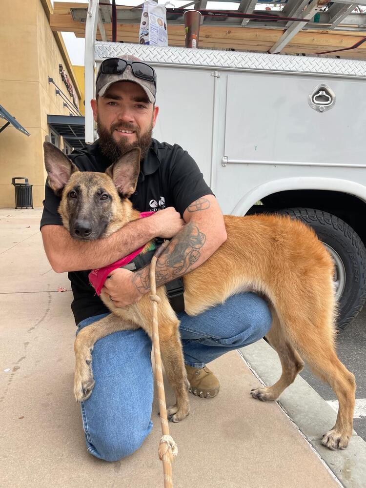 Autumn, an adoptable Belgian Shepherd / Malinois, German Shepherd Dog in Kronenwetter, WI, 54455 | Photo Image 3