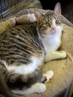 Little Debbie, Young Female Domestic Short Hair