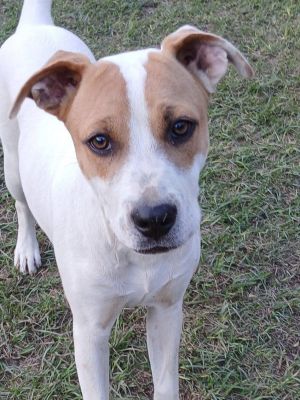 Cheyenne, Young Female Mixed Breed