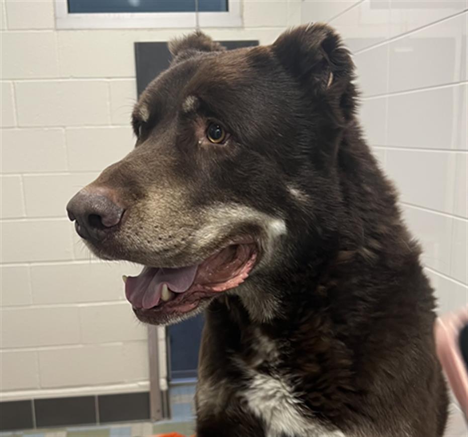 MR. T, an adoptable Akbash, Mixed Breed in Loveland, CO, 80538 | Photo Image 1