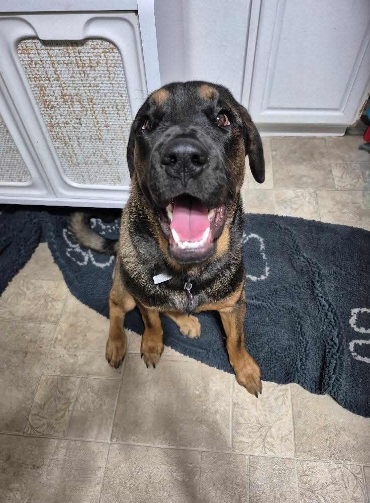 Emmy *DEAF*, an adoptable Rottweiler, Shepherd in New London, WI, 54961 | Photo Image 1