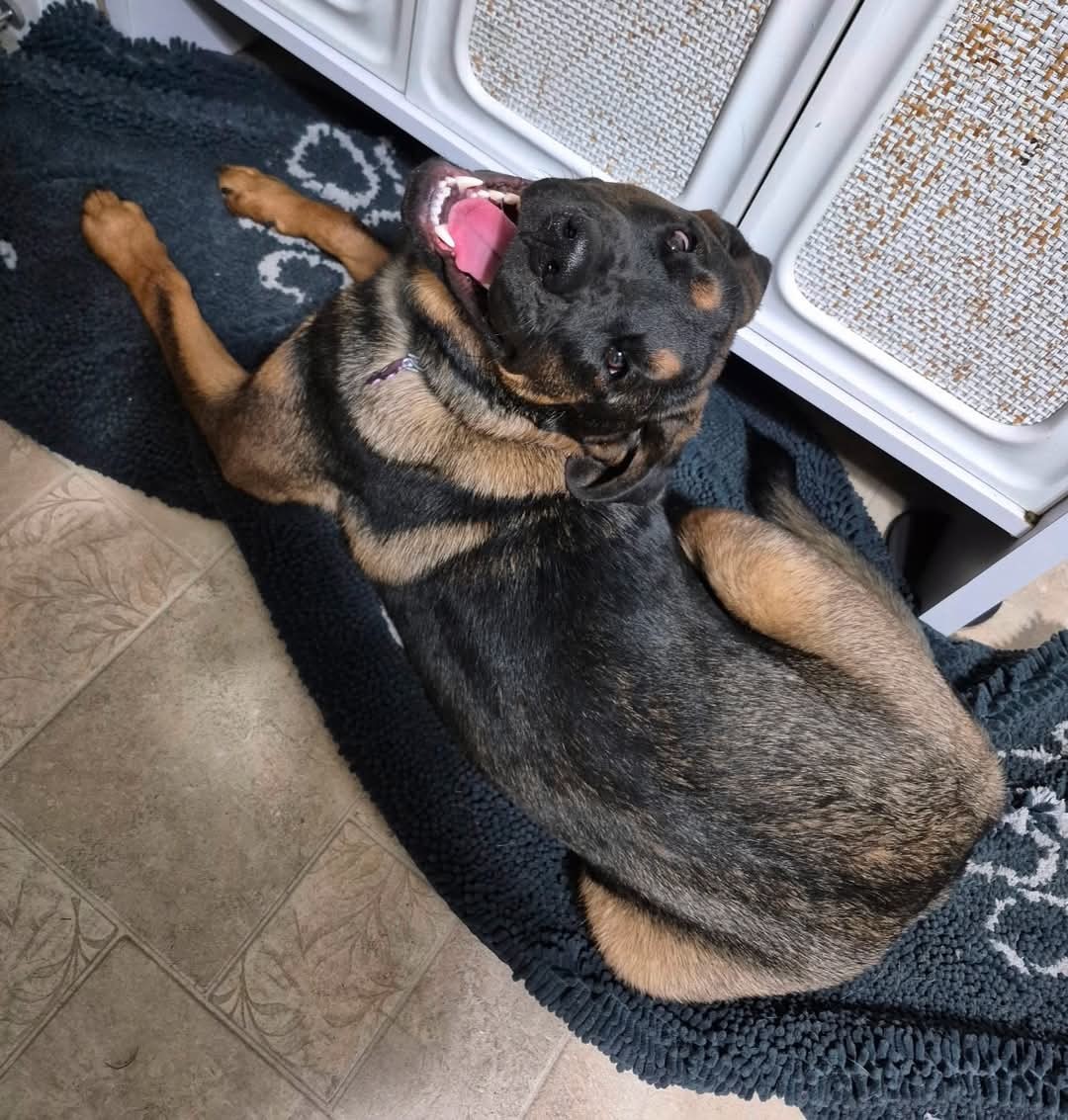 Emmy *DEAF*, an adoptable Rottweiler, Shepherd in New London, WI, 54961 | Photo Image 2