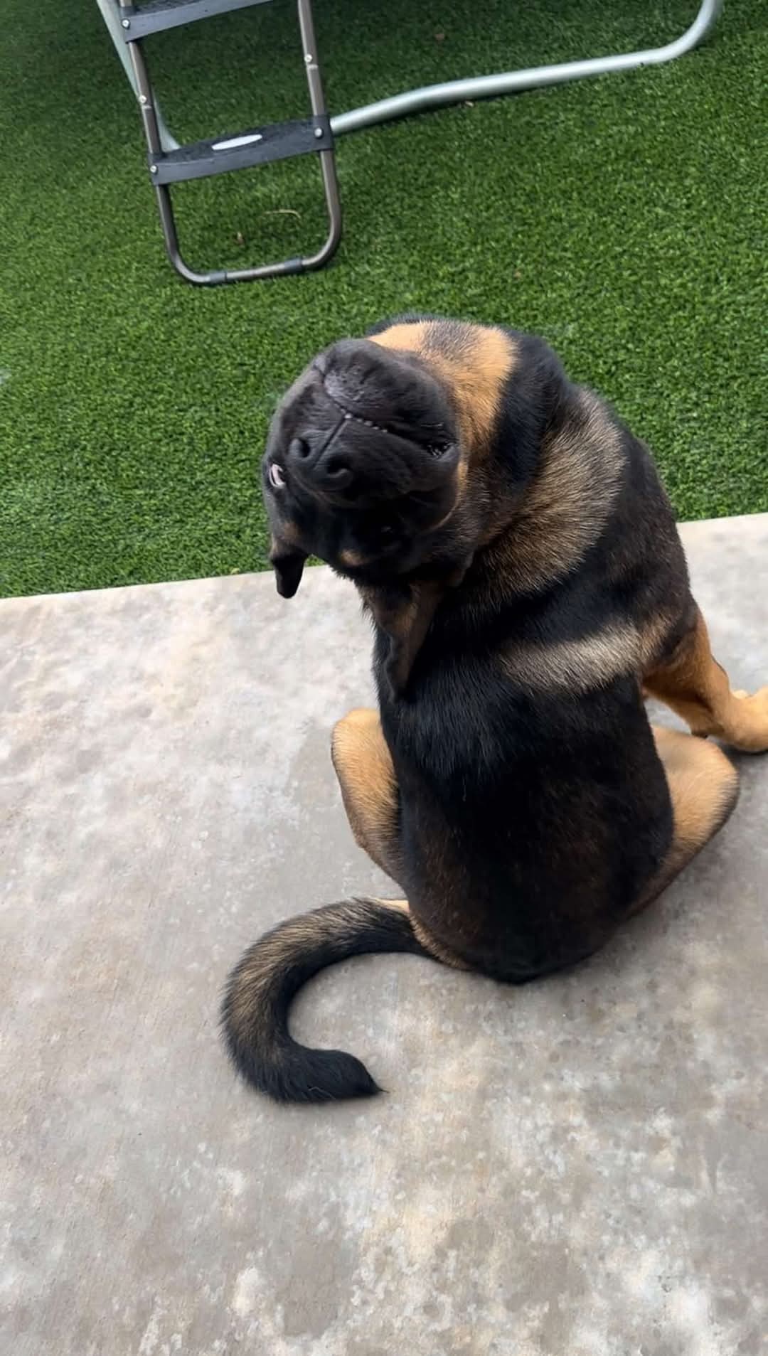Emmy *DEAF*, an adoptable Rottweiler, Shepherd in New London, WI, 54961 | Photo Image 3