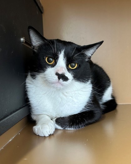 Oreo