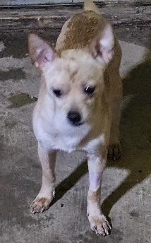 Oscar