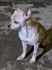 Oscar