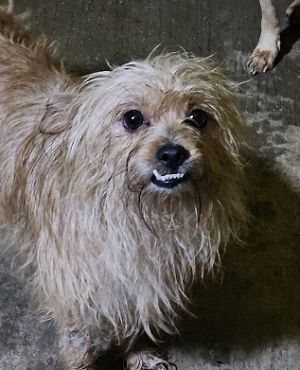 Red is a 3 year old male Terrier Mix who is sweet and interactive He knows how to give kisses