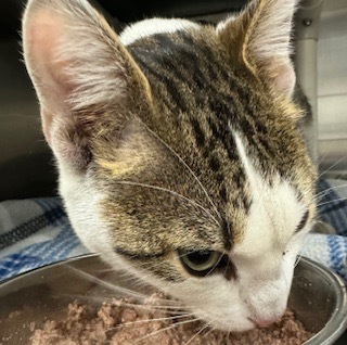 Cuban Pete, an adoptable Domestic Short Hair in Grand Junction, CO, 81505 | Photo Image 1