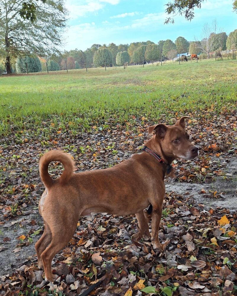 Charlie, an adoptable Basenji, Basset Hound in Youngsville, NC, 27596 | Photo Image 2