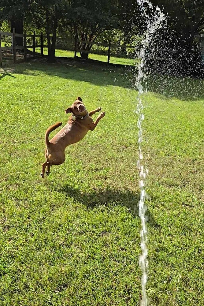 Charlie, an adoptable Basset Hound, Basenji in Youngsville, NC, 27596 | Photo Image 2