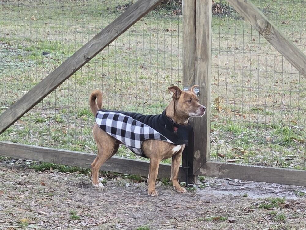 Charlie, an adoptable Basenji, Basset Hound in Youngsville, NC, 27596 | Photo Image 3