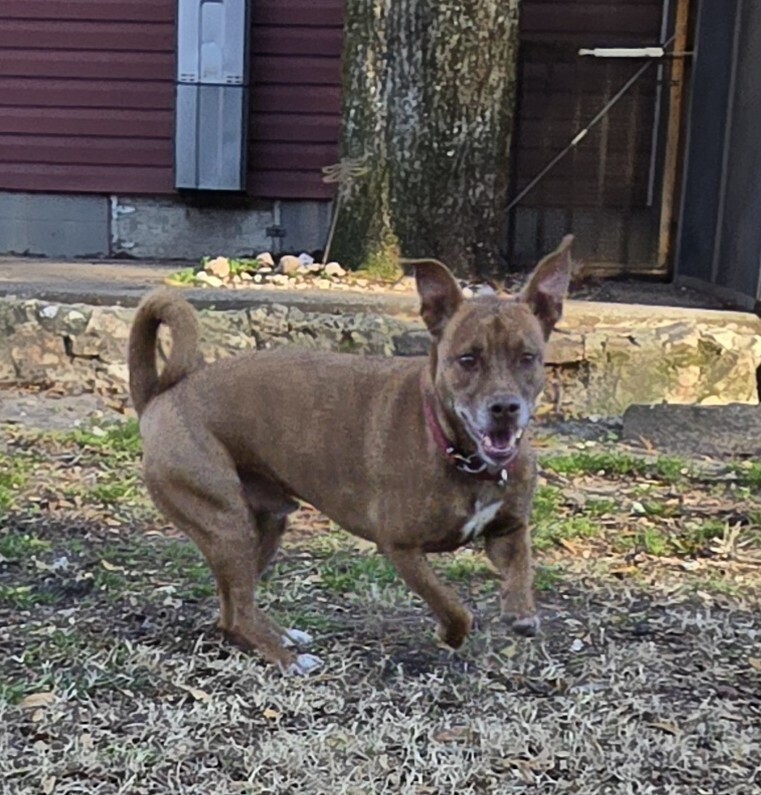 Charlie, an adoptable Basset Hound, Basenji in Youngsville, NC, 27596 | Photo Image 3