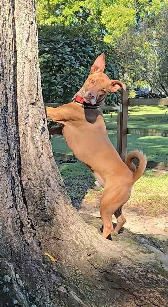 Charlie, an adoptable Basenji, Basset Hound in Youngsville, NC, 27596 | Photo Image 4