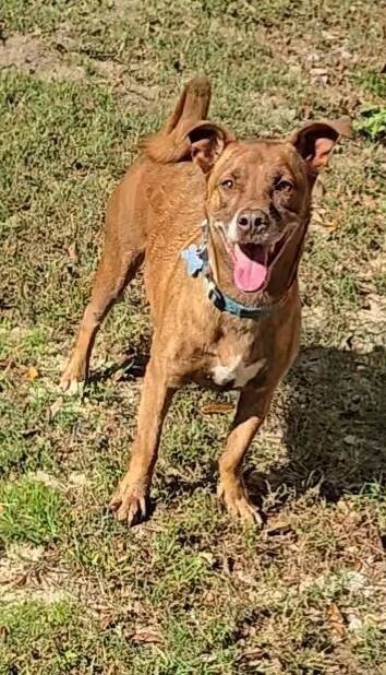 Charlie, an adoptable Basenji, Basset Hound in Youngsville, NC, 27596 | Photo Image 5