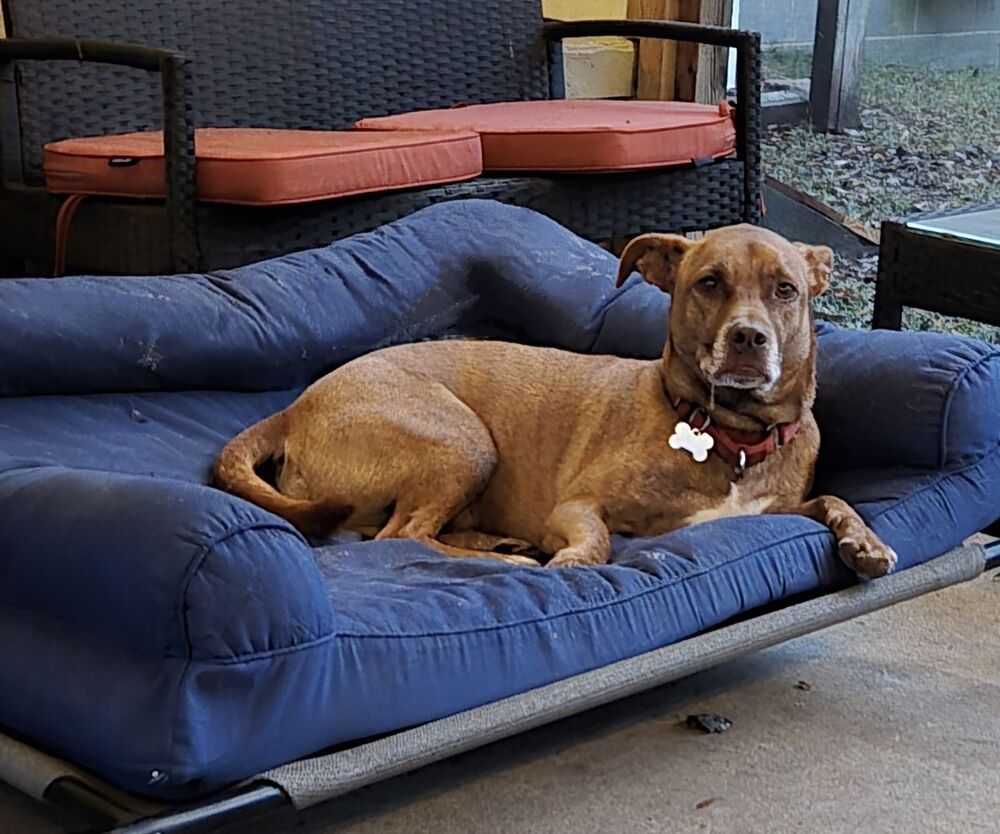 Charlie, an adoptable Basenji, Basset Hound in Youngsville, NC, 27596 | Photo Image 6