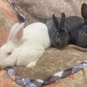 Mae, Adult Female Bunny Rabbit