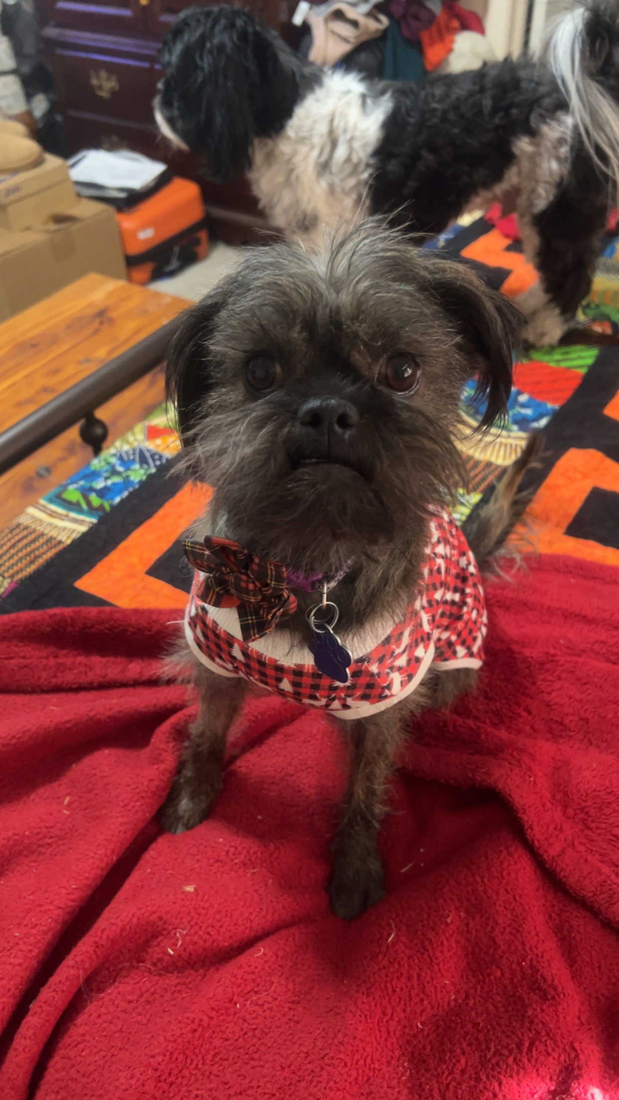 Chicago Bears, an adoptable Affenpinscher in Broken Arrow, OK, 74011 | Photo Image 1