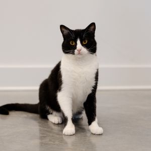 Hermey, Adult Male unknown