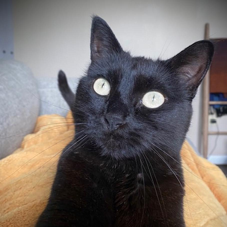 Luna, an adoptable Domestic Short Hair in Salt Lake City, UT, 84106 | Photo Image 2