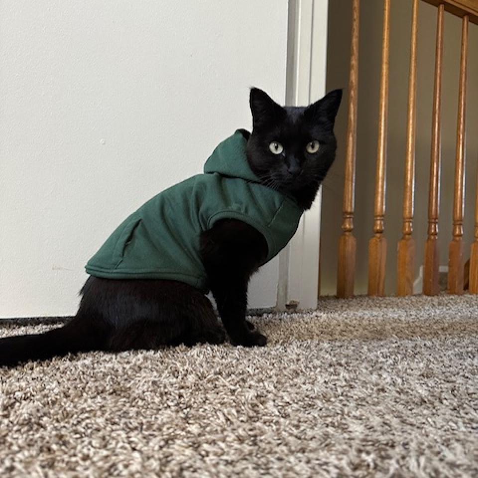 Luna, an adoptable Domestic Short Hair in Salt Lake City, UT, 84106 | Photo Image 3
